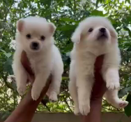 Order Female Pomeranian Puppy from Kolkata